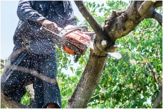 tree services Dooms